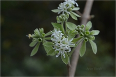 Symphorema involucratum